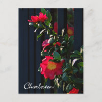 Charleston Camelia Postcard