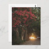 Charleston Crape Myrtle Postkarte (Vorne/Hinten)