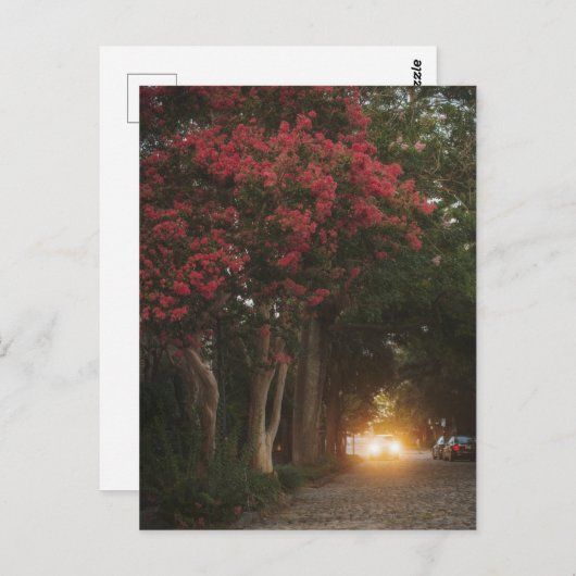 Charleston Crape Myrtle Postkarte (Vorne/Hinten)