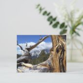 Charleston, Las Vegas, NV Postkarte (Stehend Vorderseite)