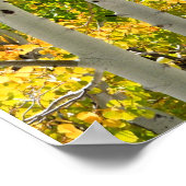 Charleston NV Herbstaspen 16"x 20" Poster (Ecke)