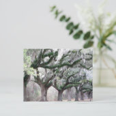 Charleston Oaks Postkarte (Stehend Vorderseite)