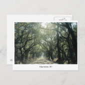 Charleston, SC Oak Trees Postkarte (Vorne/Hinten)