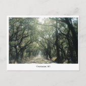 Charleston, SC Oak Trees Postkarte (Vorderseite)