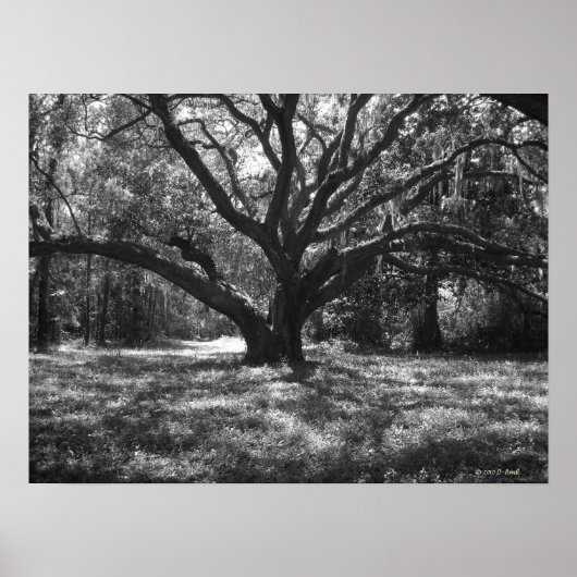 Charleston South Carolina Poster (Vorne)