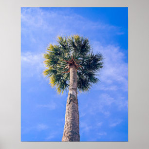 Charleston South Carolina Sabal-Palme Poster