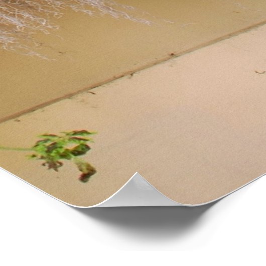 Charleston Window Box Poster (Ecke)