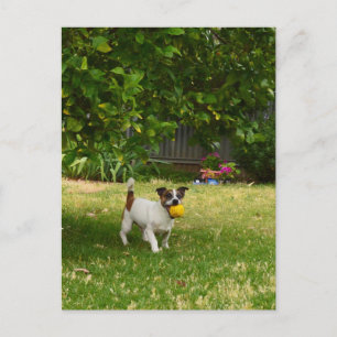 Charlie der Fox Terrier Ballspiel, Postkarte