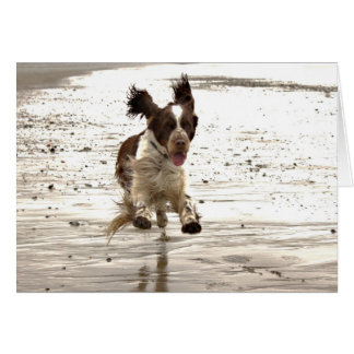 Charlie der Springer!