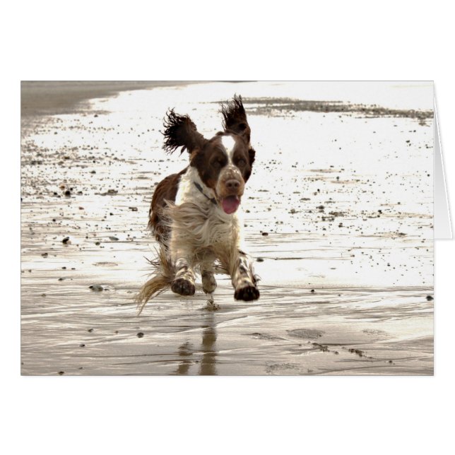 Charlie der Springer! (Vorderseite (Horizontal))
