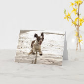 Charlie der Springer! Karte (Gelbe Blume)