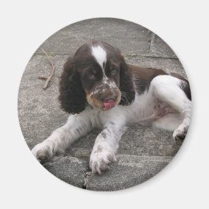 Charlie Der Springer! Magnet