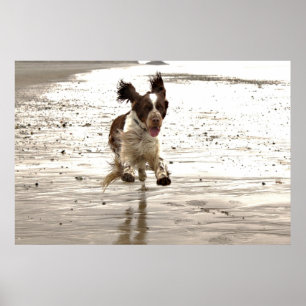 Charlie der Springer! Poster