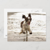 Charlie der Springer! Postkarte (Vorne/Hinten)