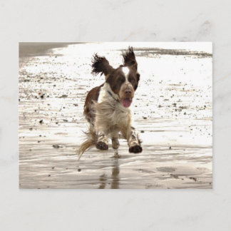 Charlie der Springer! Postkarte