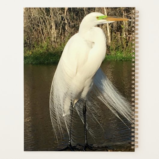 Charlie Planer (Rückseite)