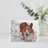 Charlie Snow Snout Postkarte (Stehend Vorderseite)