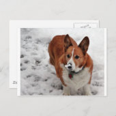 Charlie Snow Snout Postkarte (Vorne/Hinten)