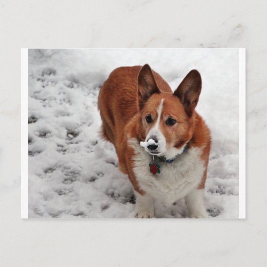 Charlie Snow Snout Postkarte (Vorderseite)