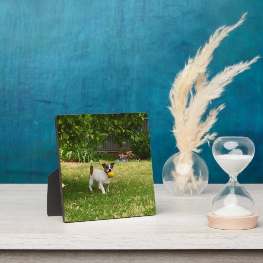 Charlie The Fox Terrier Ball Play, Foto Plaque Fotoplatte (InSitu)