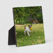 Charlie The Fox Terrier Ball Play, Foto Plaque Fotoplatte (Vorderseite)