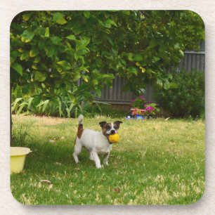 Charlie The Fox Terrier Ball Play, Untersetzer