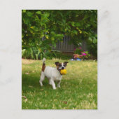 Charlie The Fox Terrier Play Time, Postcard Postkarte (Vorderseite)
