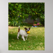 Charlie The Fox Terrier Play Time, Poster (Vorne)