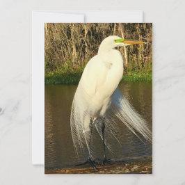 Charlie The Great Egret Mitteilungskarte