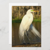 Charlie The Great Egret Mitteilungskarte (Vorne/Hinten)