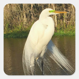 Charlie The Great Egret Quadratischer Aufkleber
