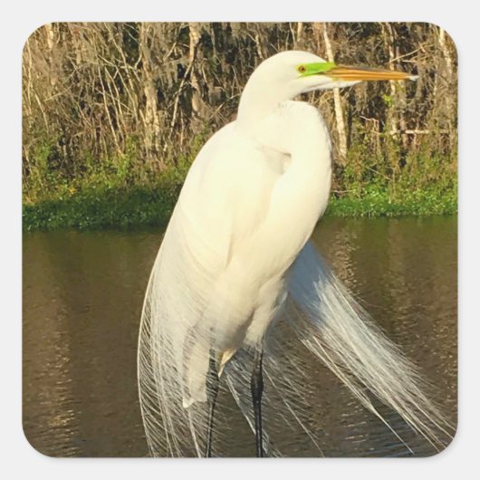 Charlie The Great Egret Quadratischer Aufkleber (Vorderseite)