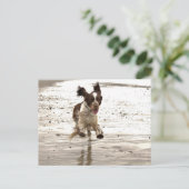 Charlie The Springer Postkarte (Stehend Vorderseite)