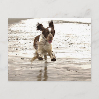 Charlie The Springer Postkarte