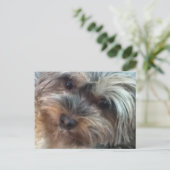 Charlotte der kleine Hund Postkarte (Stehend Vorderseite)