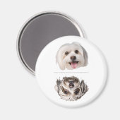 Charmante Malteser Hundeschirrspülmaschine Sauberk Magnet (Vorderseite/Rückseite)