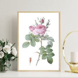 Charmante rosa Rose Botanische Kunst Print Poster