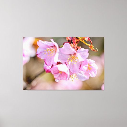Charmante und Coole Sakura-Blume im Springtime Leinwanddruck (Vorderseite)