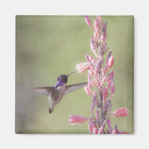Charmanter Costa's Hummingbird Magnet