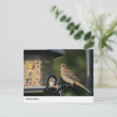 Charmanter Gartenvogel bei der Feeder Postkarte (Stehend Vorderseite)