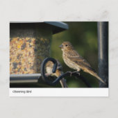 Charmanter Gartenvogel bei der Feeder Postkarte (Vorderseite)