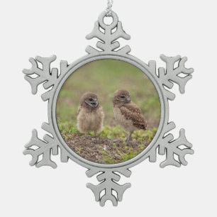 Charmanter Kaninchenkauz aus Florida Schneeflocken Zinn-Ornament
