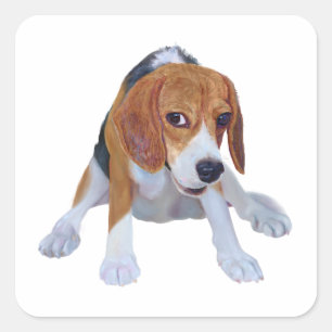 Charmanter ölgemalter Beagle in lustiger Pose Quadratischer Aufkleber