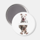 Charmantes Pit Bull Geschirrspüler sauber/dreckige Magnet (Vorderseite/Rückseite)