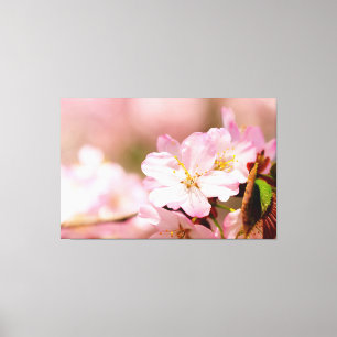 Charmin Sakura Blumen auf Rosa, Rosa, Rosa Leinwanddruck
