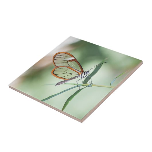 Charming Clear-Wing Butterfly Fliese (Seite)