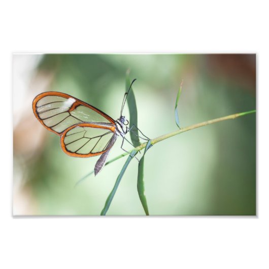 Charming Clear-Wing Butterfly Fotodruck (Vorne)