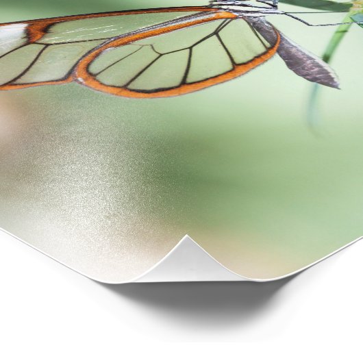 Charming Clear-Wing Butterfly Fotodruck (Ecke)