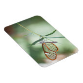 Charming Clear-Wing Butterfly Magnet (Rechte Seite)