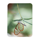 Charming Clear-Wing Butterfly Magnet (Vertikal)